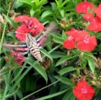 IMG_1781.JPG