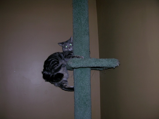 Loading Image