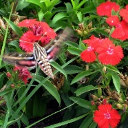 IMG_1781.JPG